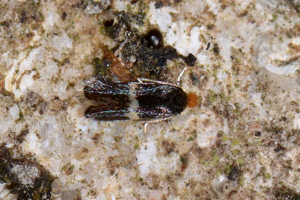 Nepticulidae:  Stigmella sp.